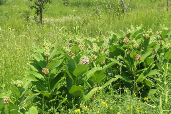 Asclepias syriaca