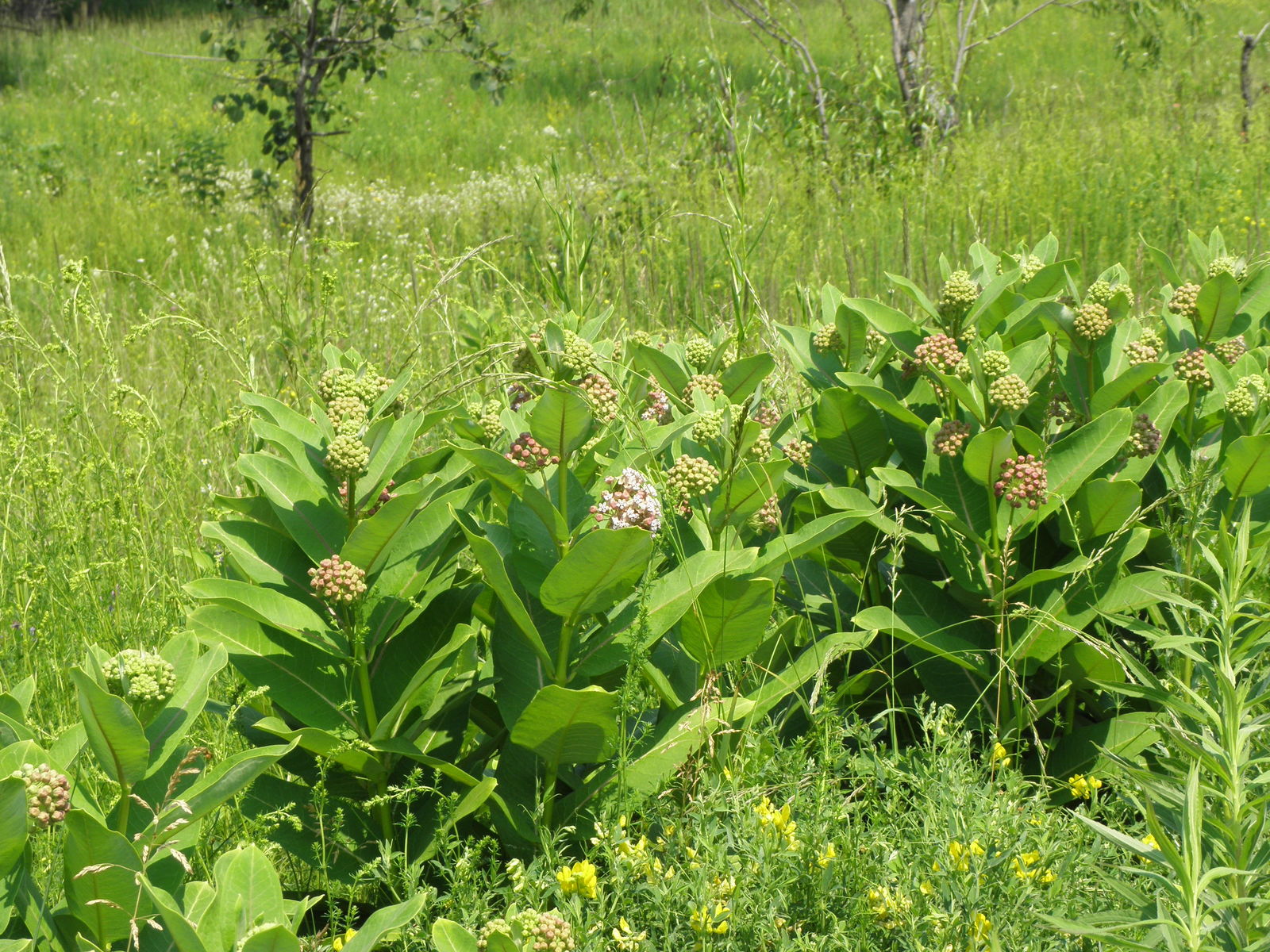 Asclepias syriaca