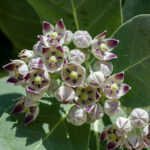 Calotropis procera
