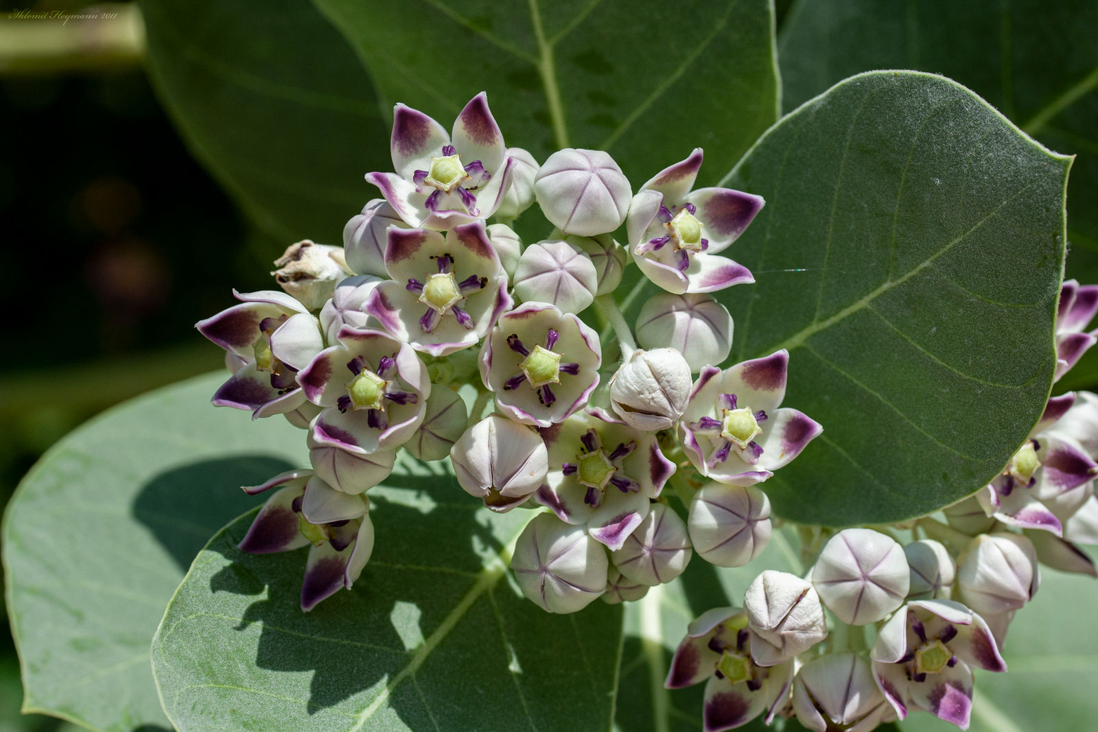 Calotropis procera