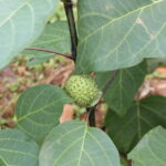 Datura metel