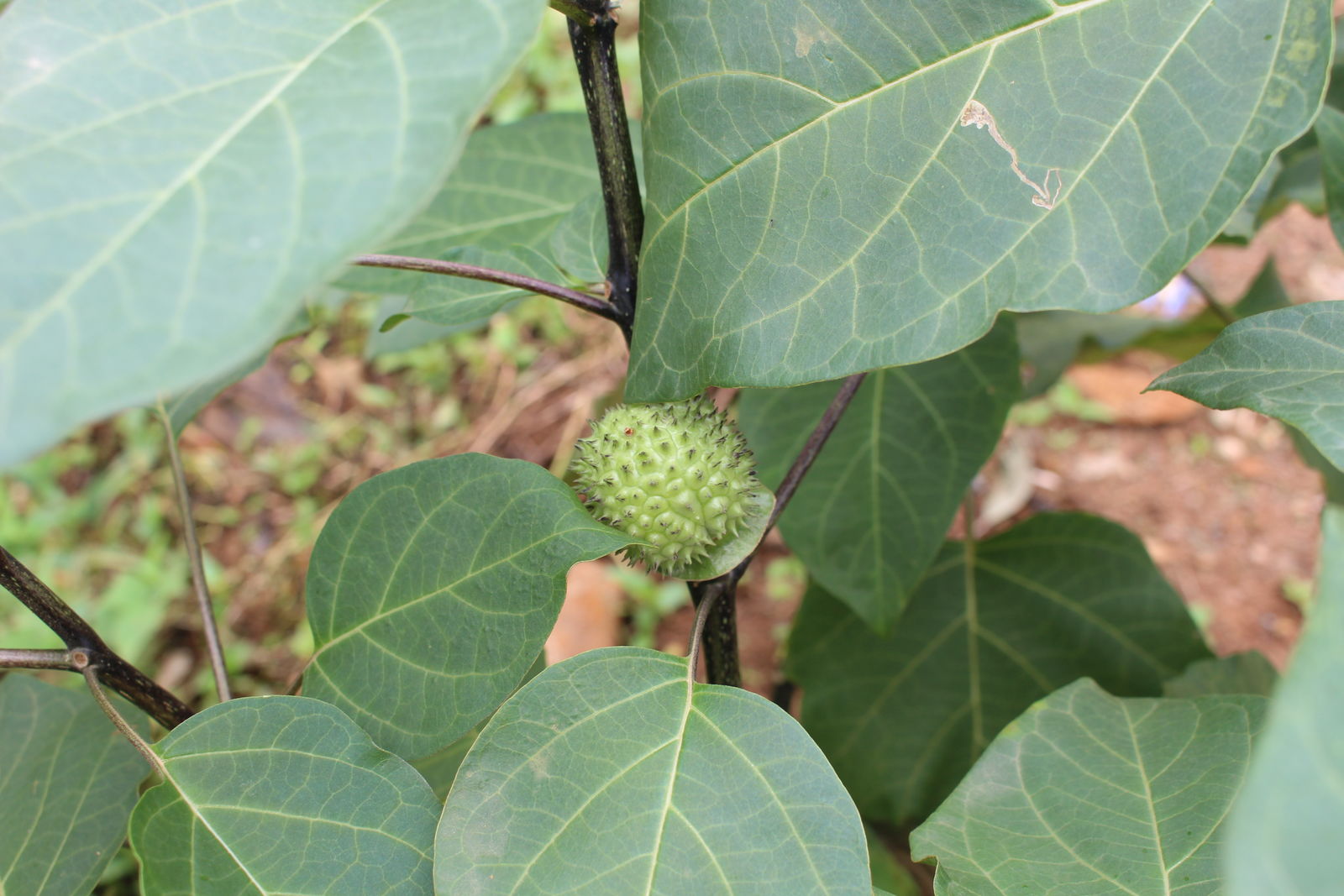 Datura metel