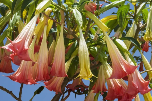 Brugmansia suaveolens