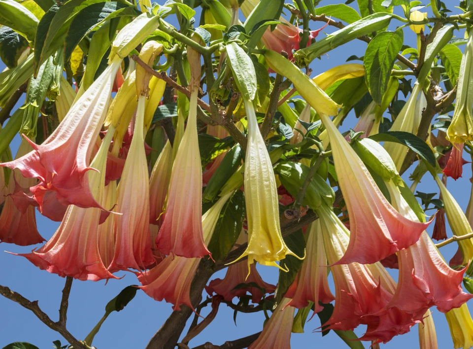 Brugmansia suaveolens