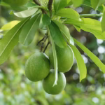 Cerbera odollam