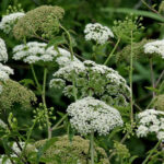 Water Hemlock