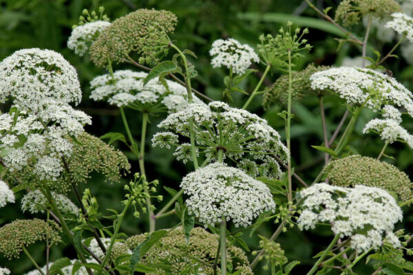 Water Hemlock