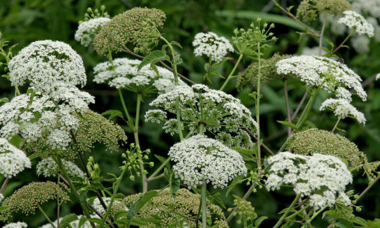 Water Hemlock