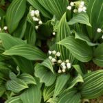 Convallaria majalis
