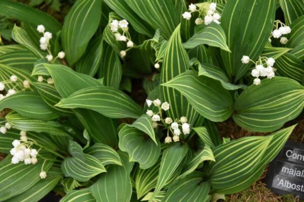 Convallaria majalis