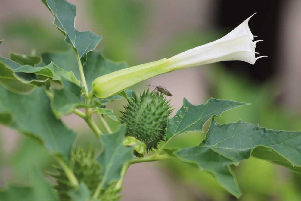 datura