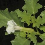 Datura ferox