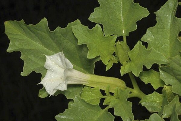Datura ferox