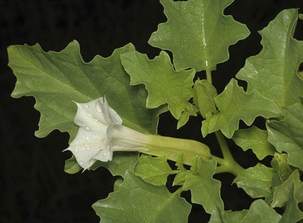 Datura ferox