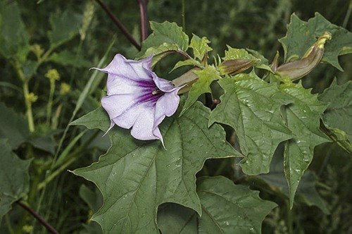 Datura stramonium