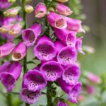 Digitalis purpurea