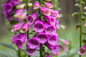 Digitalis purpurea