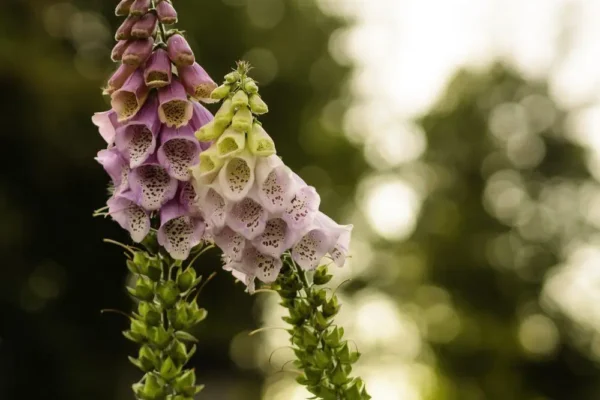 foxglove