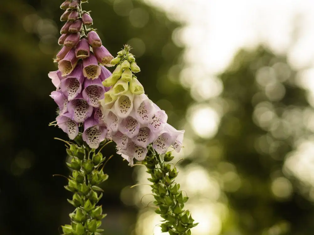 foxglove