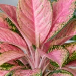 Aglaonema