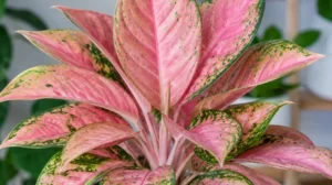 Aglaonema