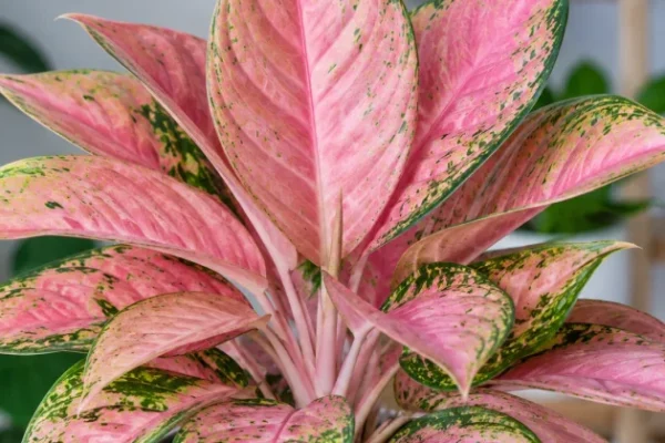 Aglaonema