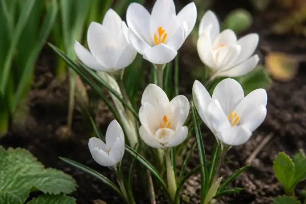 Autumn crocus