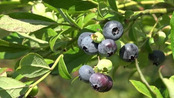 belladonna