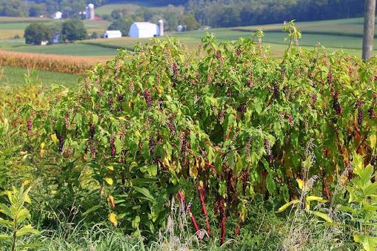 pokeweed