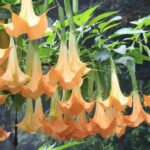 Brugmansia
