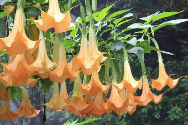 Brugmansia