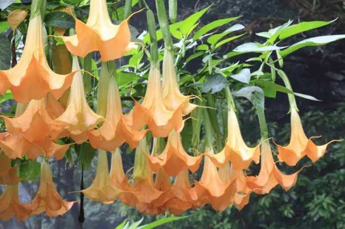 Brugmansia