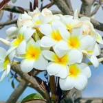 Plumeria alba