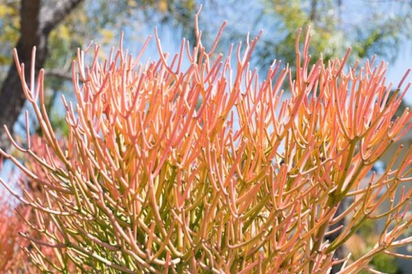 Euphorbia tirucalli