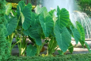 Colocasia