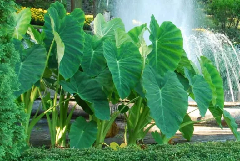 Colocasia, Tanaman Tropis Berdaun Lebar yang Menawan