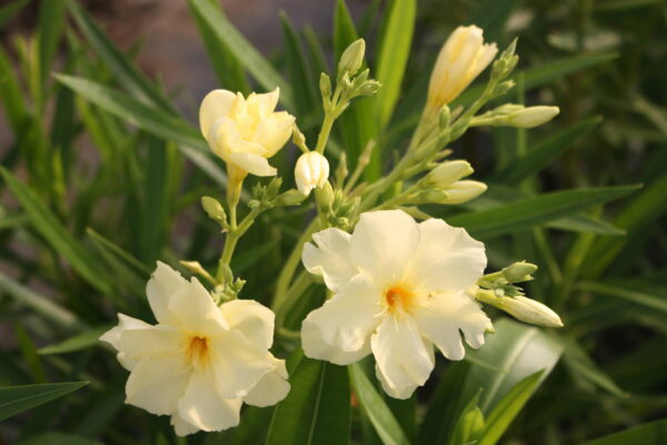 Yellow oleander