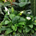 Spathiphyllum